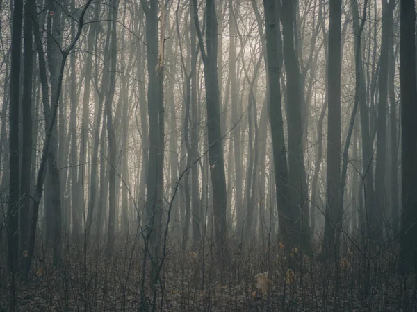 Autumn Day Enchanted Forest Fall Foggy Forest Dark Bare Tree — Stock Photo, Image