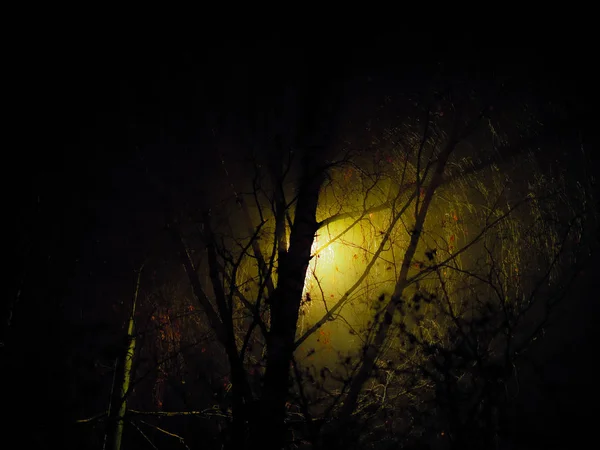 Silhouettes Sombres Des Branches Tronc Des Arbres Éclairées Par Lumière — Photo