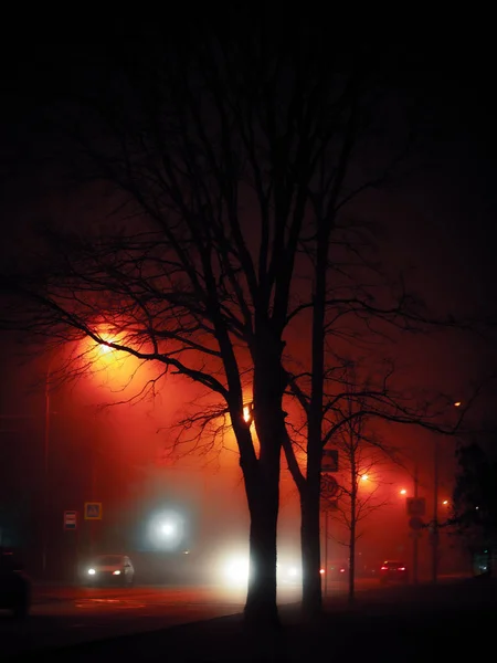 多雾的夜街 车灯灯火通明 城市的灯在夜晚 公路附近的黑树轮廓 长期暴露镜头 — 图库照片