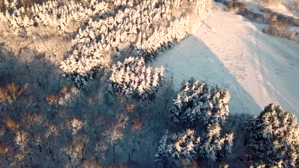 Pohled Shora Zimní Les Ptačí Perspektivy Sněžná Krajina Zamrzlých Lesů — Stock video