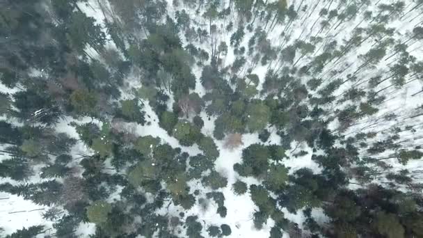 吹雪の中の冬の森のトップビュー 風と雪と曇りの冬の天候で凍結した森の雪景色 空中ドローンビデオ — ストック動画