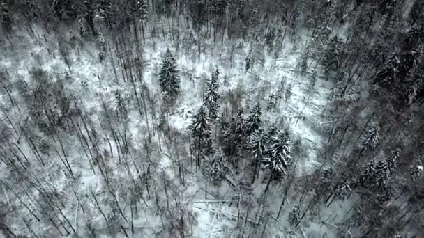 冬の森と木に囲まれた村の上を飛ぶ 白い雪に覆われた木々や郊外の家 天気の悪さ — ストック動画