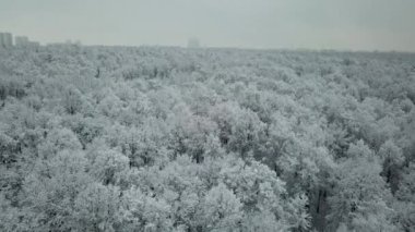 Megapolis 'teki karlı kış ormanı. Moskova, Rusya 'daki Tsaritsyno Park' ın hava manzarası. 4K video. Hava aracı çamların ve ağaçların üzerinden geçti. Yapraksız ve sisli binalar vardı..