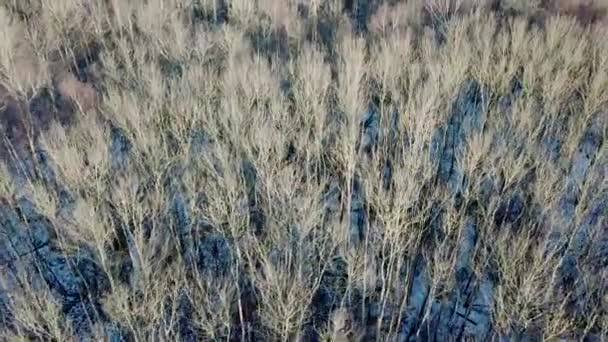 Vista Aérea Superior Árvores Sem Folhas Floresta Árvores Com Troncos — Vídeo de Stock