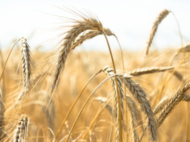Tarlada buğday