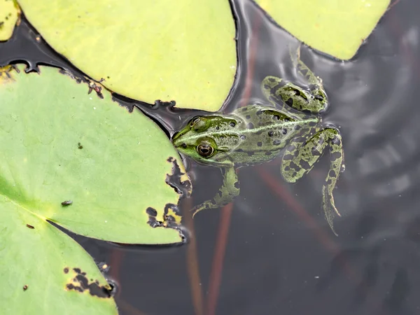 Sapo nada na lagoa — Fotografia de Stock