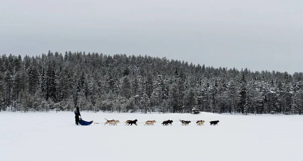 Hondensleetochten in sneeuwlandschap Rechtenvrije Stockafbeeldingen