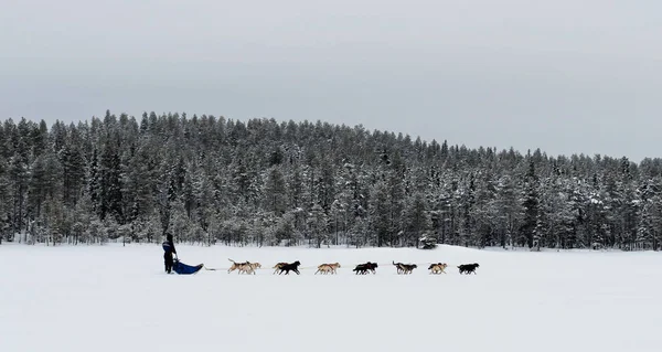 Traîneau à chiens dans le paysage enneigé Images De Stock Libres De Droits