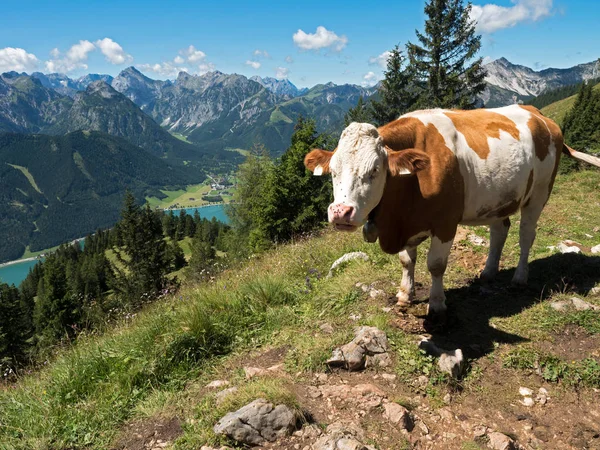 オーストリアの高山の牧草地に牛が立っています。 ストック画像