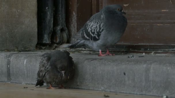Два больных голубя — стоковое видео