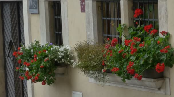 Vasos de flores no Windows — Vídeo de Stock