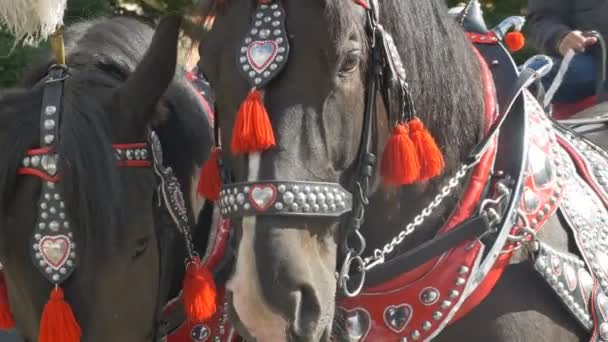 Орнаментированные лошади на повозке — стоковое видео