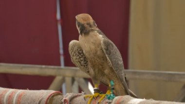 Kartal ayakları bağlı