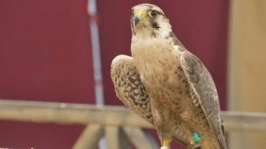 Kartal ayak halat tarafından rahatsız