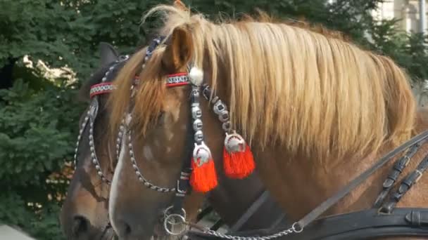 赤いハーネス馬 — ストック動画