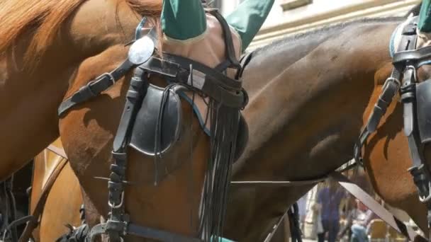 Dos caballos con arneses — Vídeo de stock