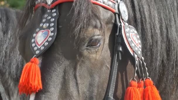 Chicote de Desfile de Cavalos — Vídeo de Stock