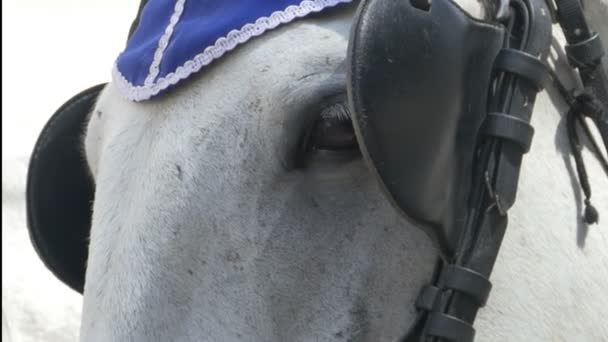 Gafas de cuero de caballo — Vídeo de stock