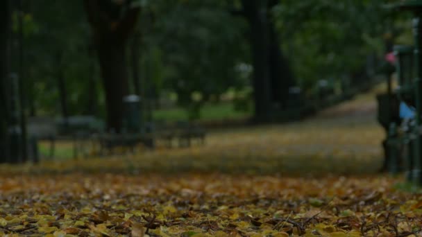 Dedaunan musim gugur di taman — Stok Video