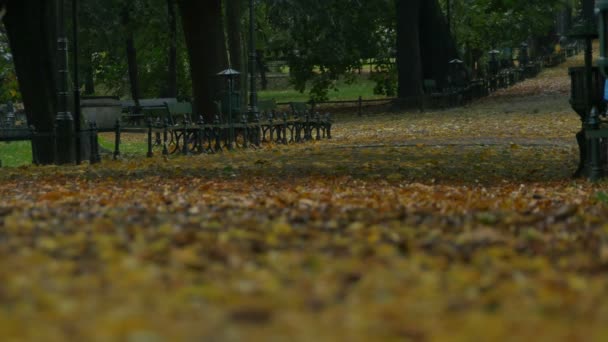Φθινόπωρο θέα στο πάρκο — Αρχείο Βίντεο
