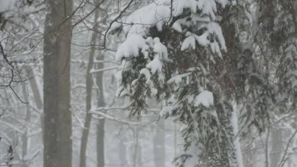 Sneeuwt in het bos — Stockvideo