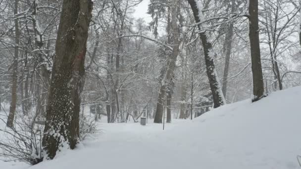 Sneeuwt in het park — Stockvideo