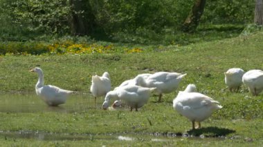 Suyun yakınında kaz