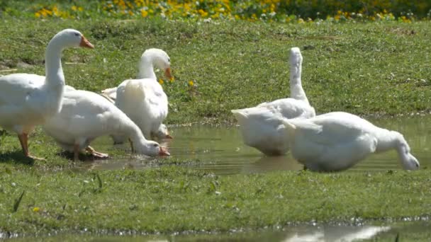 Pecking Grama de ganso — Vídeo de Stock