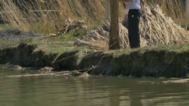 Reed Worker cerca de Shore — Vídeos de Stock