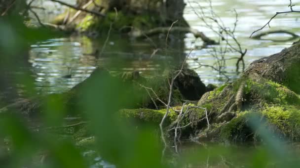 Три корня на воде — стоковое видео
