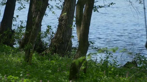 Árboles cerca de Lake Shore — Vídeos de Stock