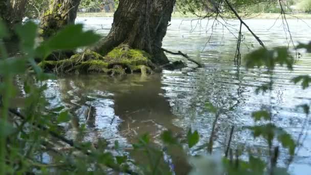 Raíces de árboles en el lago — Vídeos de Stock