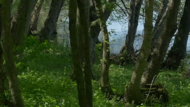 Деревья рядом с озером — стоковое видео