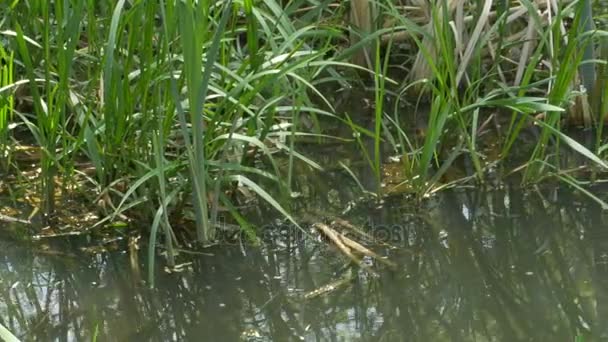 Water Plants near Shore — Stock Video