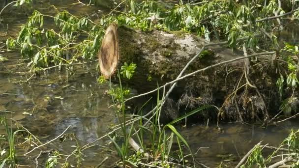 Stump in the Swamp — Stock Video