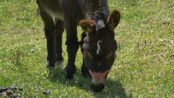 Burro está pastando — Vídeos de Stock