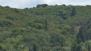 Yunanistan Adası ormanları