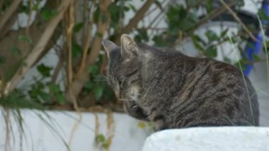 Onu kuzu kedi yalıyor