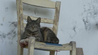 Sandalyede döşeme kedi