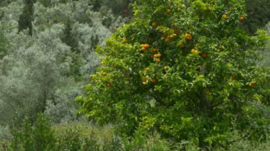 doğada portakal ağacı
