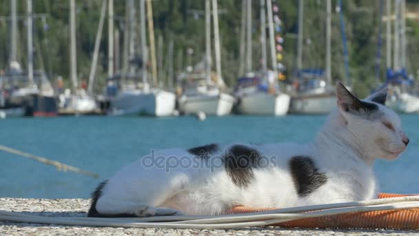 Gato en el puerto — Vídeos de Stock