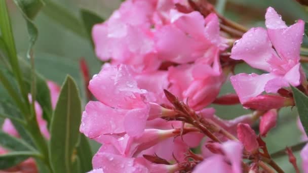 Pink Rainy Wet Flowers — Stock Video