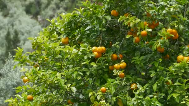 Orangene Früchte im Baum — Stockvideo