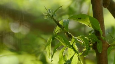  Böcekler üzerinde bitki örtüsü