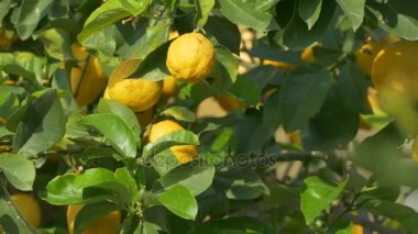 limon ağacı üzerinde