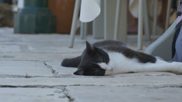 Gato durmiendo cerca de la mesa — Vídeo de stock