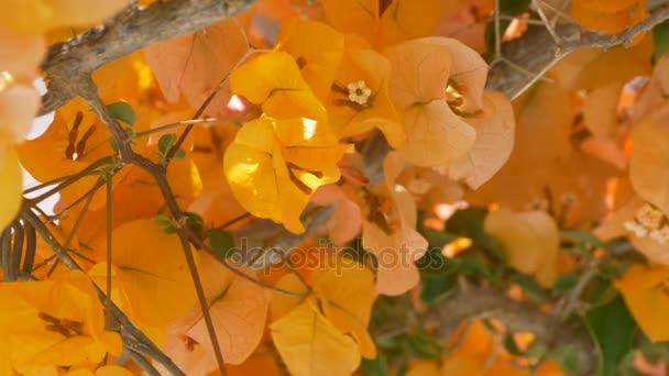 Yellow Greek Flowers — Stock Video