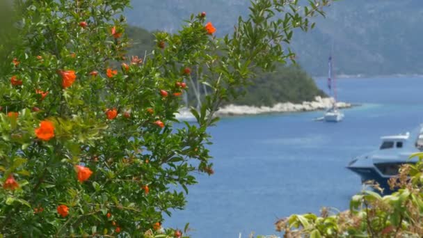 Bateau à passagers et fleurs dans le port — Video