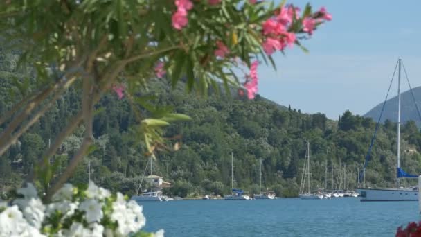 Çiçekler ve tekneler Harbor — Stok video