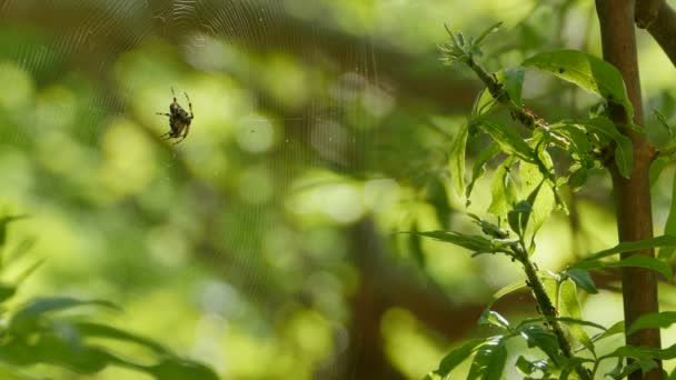 Spindel och myror i skogen — Stockvideo